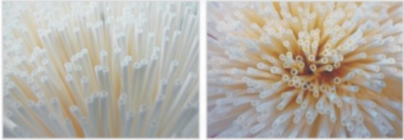 Hollow Fiber Membranes Data Sheet 1